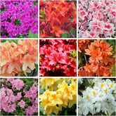 Wivolibe azalea seeds in a mixed packet ready to plant for a colorful hedge.