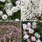 Wivolibe baby’s breath seeds mixed pack, ideal for filling borders with delicate blooms.