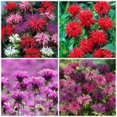 Wivolibe bee balm seeds in a packet ready for easy perennial color.