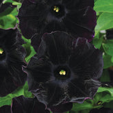 Wivolibe black petunia seeds 300-pack, easy indoor start for spring color.