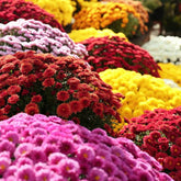 Wivolibe chrysanthemum seed pack for vibrant fall color.
