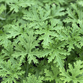 Wivolibe citronella seeds pack ready for garden planting with abundant potential for outdoor borders.