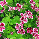 Wivolibe citronella seeds packaging image, ideal for starting a backyard herb garden.