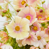 Wivolibe Cosmos Bipinnatus seeds pack ready for easy spring planting.