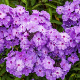 Wivolibe creeping phlox cushions in bloom, ideal ground cover and vibrant spring color.