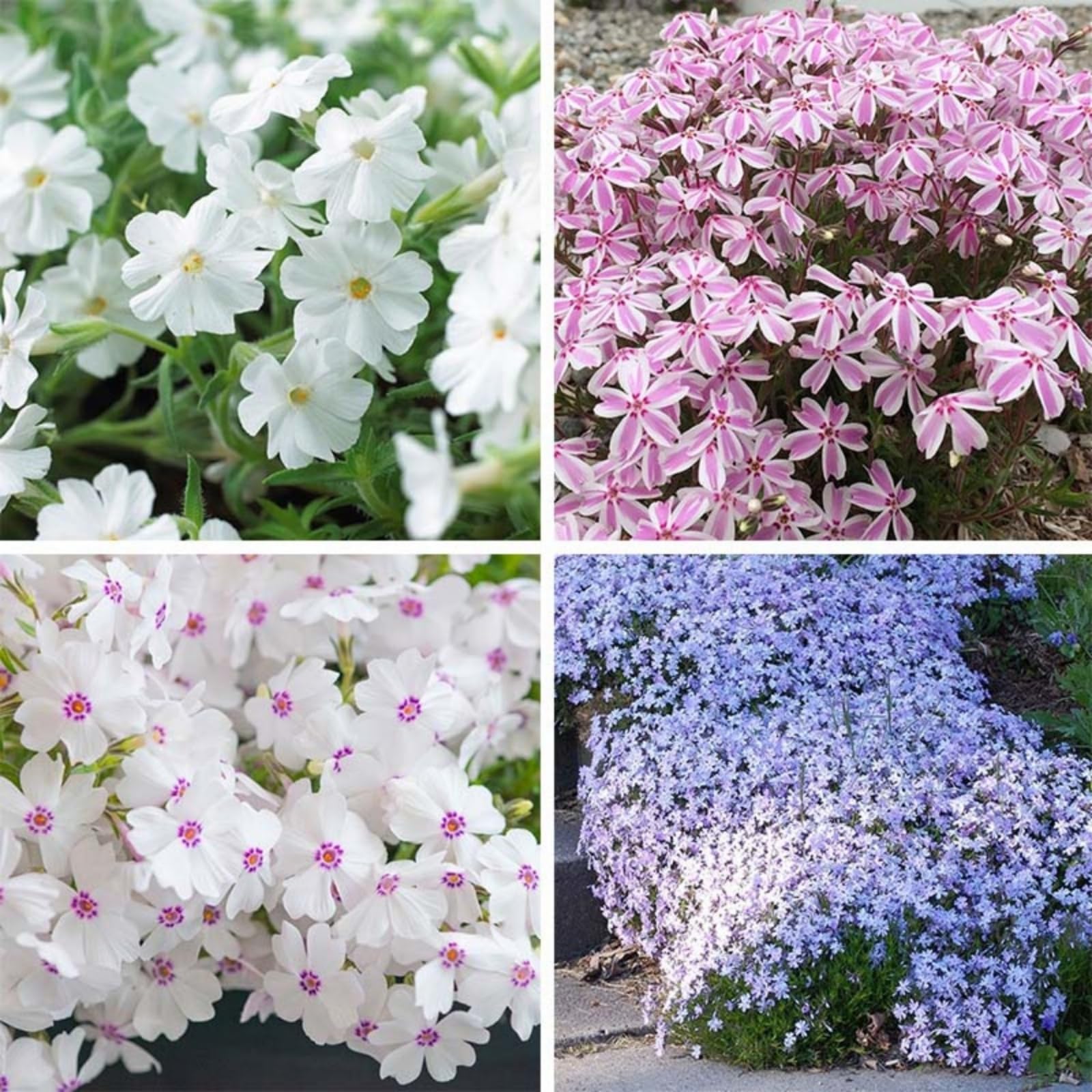 Wivolibe creeping phlox seeds pack showing dense ground cover potential