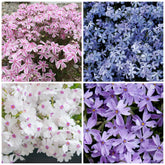 Wivolibe creeping phlox seeds pack for vibrant garden borders and color.