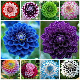 Wivolibe dahlia seeds pack close-up, ready to grow vibrant annual blooms.