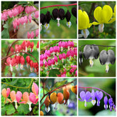 Wivolibe Dicentra Spectabilis seeds for shade garden with bleeding heart blooms.