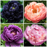 Wivolibe exotic double peony seeds in packet ready for sowing.