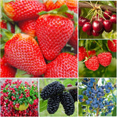 Wivolibe fruit seeds mix pack for a diverse home orchard