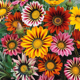 Wivolibe Gazania Seeds Mix blooms brightly, ideal for sunny borders.