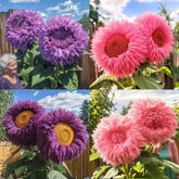 Wivolibe giant teddy bear seed pack ready for bold, pollinator-friendly blooms.