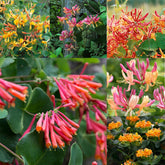 Wivolibe honeysuckle seeds with fragrant blooms attracting bees and hummingbirds in a sunny garden