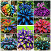 Wivolibe hosta leaves show heart-shaped foliage ideal for shaded garden displays.