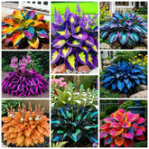 Wivolibe Hosta seeds with heart-shaped foliage brighten shaded gardens for year-round color.