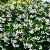 Wivolibe jasmine seeds for climbing vines with fragrant blooms in your garden