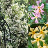 Wivolibe jasmine seeds mixed star closeup, perfect for starting a fragrant climbing plant.