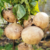 Wivolibe jicama seeds pack ready for home garden planting; drought-tolerant heirloom variety.