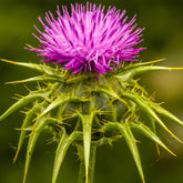 Wivolibe milk thistle seeds packaging, easy to sow in home herb gardens.