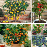 Wivolibe Mix Dwarf Bonsai Seeds packets showcase five fruit varieties for compact home gardens.