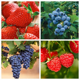 Wivolibe mixed fruit seeds pack for diverse home harvests