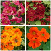 Wivolibe mixed nasturtium seeds pack ready for planting to attract pollinators.
