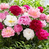 Wivolibe mixed peony seeds pack ready for planting and colorful blooms