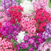 Wivolibe mixed phlox seeds seed packet for vibrant garden color