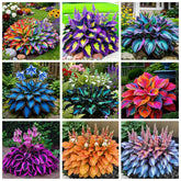Wivolibe perennial hostas with heart-shaped leaves for shade garden appeal.