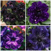 Wivolibe petunia seeds pack ready for sowing, beginner-friendly germination.