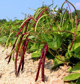 Wivolibe Pinkeye cowpea seeds pack ready for planting, high-yield heirloom potential.