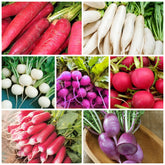 Wivolibe Cherry Belle radish seeds pack visual close-up for quick home harvest.