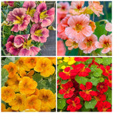 Wivolibe rare nasturtium seeds mixed pack ready for spring sowing