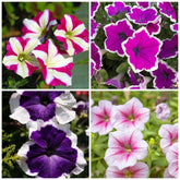 Wivolibe rare petunia seeds pack ready to bloom in borders and containers.