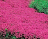 Wivolibe red creeping thyme seeds ground cover pack provides dense color for sunny borders.