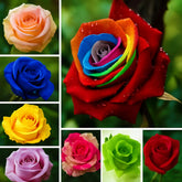 Wivolibe rose seeds packaging ready for easy planting at home