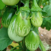 Wivolibe round green eggplant seeds pack ready for sowing in the garden