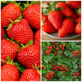 Wivolibe strawberry seeds packaging ready for planting in home gardens
