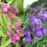 Wivolibe Symphytum officinale seeds front view for easy garden planting.