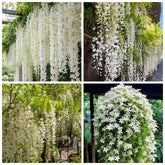 Wivolibe weeping jasmine seeds on a trellis showing potential for fragrant climbing vines.
