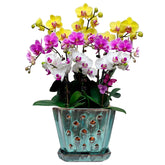 W&W orchid pot with holes and saucer, 7-inch green glaze showing drainage for orchid roots.