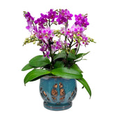 W&W orchid pot with teal glazed finish adds elegant style to orchid displays.