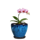 Xoogifae ceramic plant pot with saucer in 6-inch size for clean indoor display