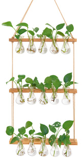 XXXFLOWER wall-hanging propagation station with wooden stand displays five glass bulbs for home propagation.