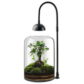 Xyingshine terrarium LED light with timer supports healthy indoor growth.