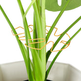 Yeomant Monstera support stake assembly ensuring sturdy upright growth for indoor plants.