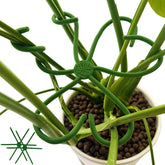 YjiaYjiaY two-piece free-form bending stem support stabilizes Monstera growth