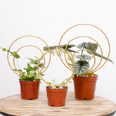 YOHSNOR Hoya Trellis set 3 provides sturdy support for climbing houseplants.