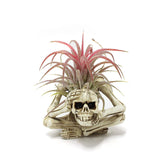 YRDGRG resin skeleton air plant holder on a desk adds whimsical decor and charm.